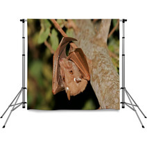 Gambian Epauletted Fruit Bat (Epomophorus Gambianus), Kruger National Park, South Africa Backdrops 85936136