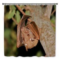 Gambian Epauletted Fruit Bat (Epomophorus Gambianus), Kruger National Park, South Africa Bath Decor 85936136