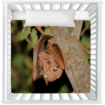 Gambian Epauletted Fruit Bat (Epomophorus Gambianus), Kruger National Park, South Africa Nursery Decor 85936136