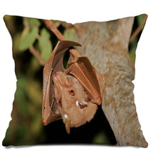 Gambian Epauletted Fruit Bat (Epomophorus Gambianus), Kruger National Park, South Africa Pillows 85936136