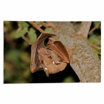 Gambian Epauletted Fruit Bat (Epomophorus Gambianus), Kruger National Park, South Africa Rugs 85936136