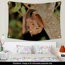 Gambian Epauletted Fruit Bat (Epomophorus Gambianus), Kruger National Park, South Africa Wall Art 85936136