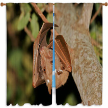 Gambian Epauletted Fruit Bat (Epomophorus Gambianus), Kruger National Park, South Africa Window Curtains 85936136