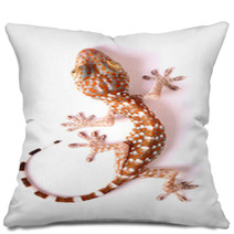 Gecko Climbing Isolated Pillows 50143784