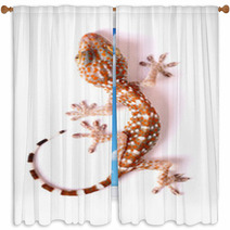 Gecko Climbing Isolated Window Curtains 50143784