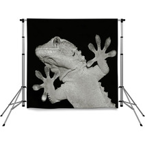 Gecko Lizard Showing His Ten Adesive Fingers Backdrops 61023501
