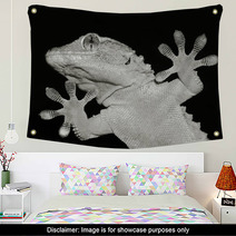 Gecko Lizard Showing His Ten Adesive Fingers Wall Art 61023501