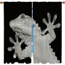 Gecko Lizard Showing His Ten Adesive Fingers Window Curtains 61023501