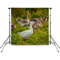 Geese Backdrops 66694783