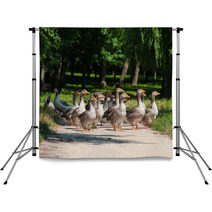 Geese Backdrops 66694832
