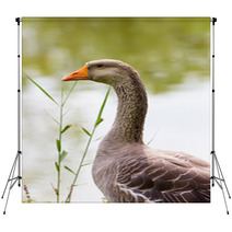 Geese Backdrops 99596767
