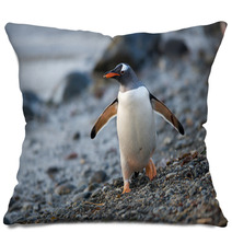 Gentoo Penguin In South Georgia, Antarctica. Pillows 62476739