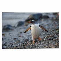 Gentoo Penguin In South Georgia, Antarctica. Rugs 62476739