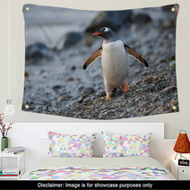 Gentoo Penguin In South Georgia, Antarctica. Wall Art 62476739