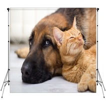 German Shepherd Dog And Cat Together Backdrops 58158394