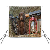 German Short Haired Pointer Puppy With Shotgun Backdrops 57834151