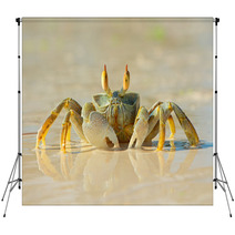 Ghost Crab On Beach Backdrops 78957468