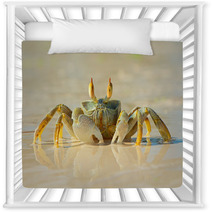 Ghost Crab On Beach Nursery Decor 78957468