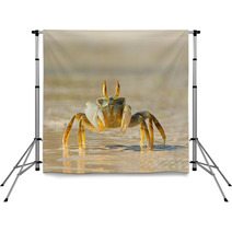 Ghost Crab On Beach Side Backdrops 73969809