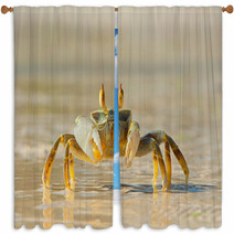 Ghost Crab On Beach Side Window Curtains 73969809