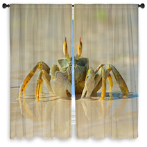 Ghost Crab On Beach Window Curtains 78957468