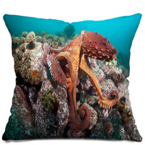 Giant Octopus Dofleini Pillows 32177067