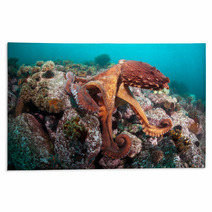 Giant Octopus Dofleini Rugs 32177067