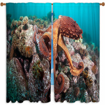 Giant Octopus Dofleini Window Curtains 32177067