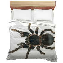 Giant Tarantula Lasiodora Parahybana Isolated Bedding 62973647