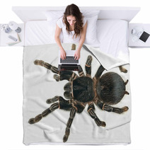 Giant Tarantula Lasiodora Parahybana Isolated Blankets 62973647