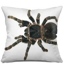 Giant Tarantula Lasiodora Parahybana Isolated Pillows 62973647