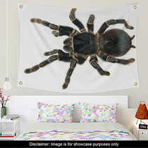 Giant Tarantula Lasiodora Parahybana Isolated Wall Art 62973647
