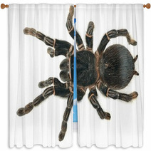 Giant Tarantula Lasiodora Parahybana Isolated Window Curtains 62973647