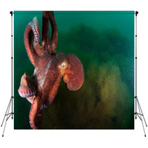 Gigant Octopus In The Deep.  Backdrops 96383229