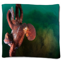 Gigant Octopus In The Deep.  Blankets 96383229