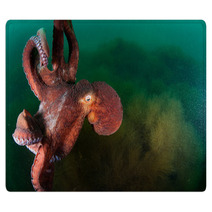 Gigant Octopus In The Deep.  Rugs 96383229