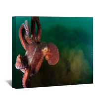 Gigant Octopus In The Deep.  Wall Art 96383229