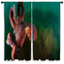 Gigant Octopus In The Deep.  Window Curtains 96383229