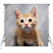 Ginger Kitten Backdrops 38425363