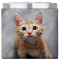Ginger Kitten Bedding 38425363