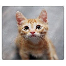 Ginger Kitten Rugs 38425363