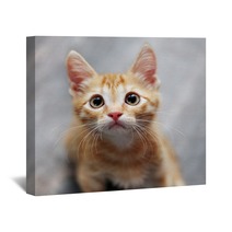 Ginger Kitten Wall Art 38425363