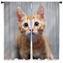 Ginger Kitten Window Curtains 38425363