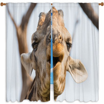 Giraffe In Namib Window Curtains 61350390