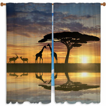 Giraffes With Kudu At Sunset Window Curtains 73819802