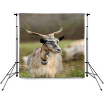 Goat In Meadow Backdrops 62646791