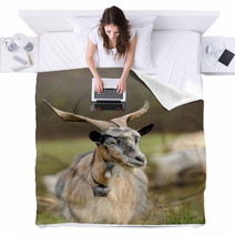 Goat In Meadow Blankets 62646791