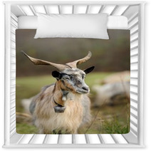 Goat In Meadow Nursery Decor 62646791