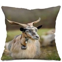 Goat In Meadow Pillows 62646791