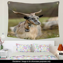 Goat In Meadow Wall Art 62646791